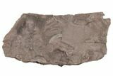 Ordovician Trilobite Mortality Plate (Pos/Neg) - Morocco #194112-4